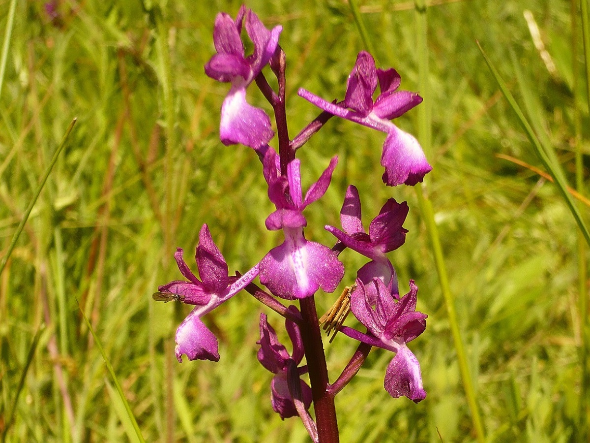 Anacamptis laxiflora (Orchidaceae)